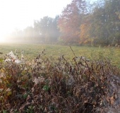 Feuchtwiese: Im Herbst-L. Klasing