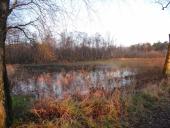 Feuchtwiese: Im Herbst-L. Klasing