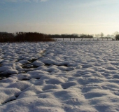 Feuchtwiese: Blänke im Winter-L. Klasing