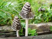 Spechttintling (Coprimus picaceus)-L. Klasing