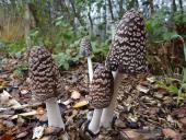 Spechttintling (Coprimus picaceus)-L. Klasing