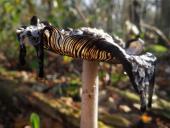 Spechttintling (Coprimus picaceus)-L. Klasing