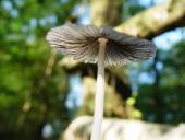 Rädchentintling (Coprinus plicatilis)-L. Klasing