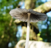 Rädchentintling (Coprinus plicatilis)-L. Klasing