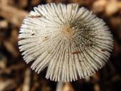 Rädchentintling (Coprinus plicatilis)-L. Klasing