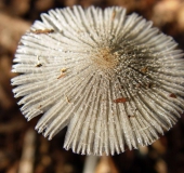 Rädchentintling (Coprinus plicatilis)-L. Klasing