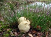 Dickschaliger Kartoffelbovist (Scleroderma citrinum)-L. Klasing