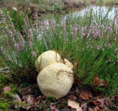 Dickschaliger Kartoffelbovist (Scleroderma citrinum)-L. Klasing