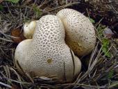 Dickschaliger Kartoffelbovist (Scleroderma citrinum)-L. Klasing