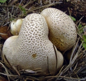 Dickschaliger Kartoffelbovist (Scleroderma citrinum)-L. Klasing