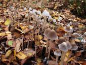 Mürblinge oder Faserlinge (Psathyrella sp.)-L. Klasing