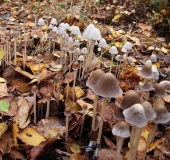 Mürblinge oder Faserlinge (Psathyrella sp.)-L. Klasing