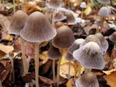 Mürblinge oder Faserlinge (Psathyrella sp.)-L. Klasing