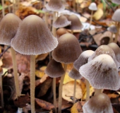 Mürblinge oder Faserlinge (Psathyrella sp.)-L. Klasing