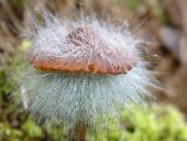 Helmingsschimmel befällt Helmlinge-L. Klasing