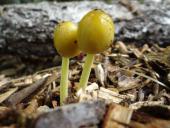 Gold-Mistpilz (Bolbitius titubans)-L. Klasing