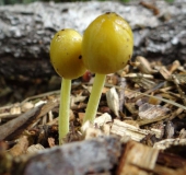 Gold-Mistpilz (Bolbitius titubans)-L. Klasing