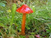 Kirschroter Saftling (Hygrocybe coccinea)-L. Klasing