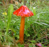 Kirschroter Saftling (Hygrocybe coccinea)-L. Klasing