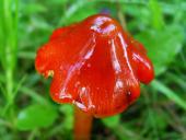 Kirschroter Saftling (Hygrocybe coccinea)-L. Klasing