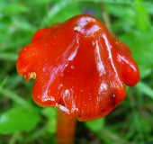 Kirschroter Saftling (Hygrocybe coccinea)-L. Klasing