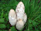 Spechttintling (Coprimus picaceus)-L. Klasing