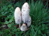 Schopftintling (Coprinus comatus)-L. Klasing