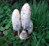 Schopftintling (Coprinus comatus)-L. Klasing