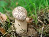 Beutelstäubling (Calvatia excipuliformis)-L. Klasing