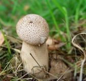 Beutelstäubling (Calvatia excipuliformis)-L. Klasing