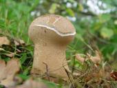 Beutelstäubling (Calvatia excipuliformis)-L. Klasing