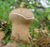 Beutelstäubling (Calvatia excipuliformis)-L. Klasing