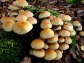 Grünblättriger Schwefelkopf (Hypholoma fasciculare)-L. Klasing