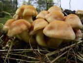 Grünblättriger Schwefelkopf (Hypholoma fasciculare)-L. Klasing