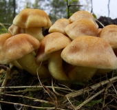 Grünblättriger Schwefelkopf (Hypholoma fasciculare)-L. Klasing