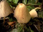 Glimmertintling (Coprinus micaceus)-L. Klasing