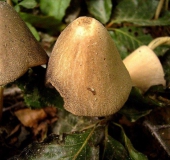 Glimmertintling (Coprinus micaceus)-L. Klasing