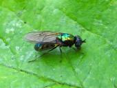 Waffenfliege (Chloromyia formosa)-L. Klasing