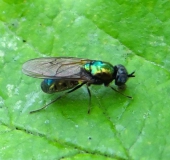 Waffenfliege (Chloromyia formosa)-L. Klasing