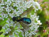 Waffenfliege (Chloromyia formosa)-L. Klasing