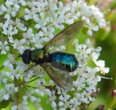 Waffenfliege (Chloromyia formosa)-L. Klasing