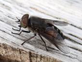 Rinderbremse (Tabanus bovinus)-L. Klasing