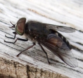 Rinderbremse (Tabanus bovinus)-L. Klasing