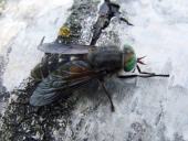 Rinderbremse (Hybomitra micans)-L. Klasing