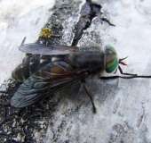 Rinderbremse (Hybomitra micans)-L. Klasing