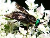 Goldaugenbremse m. (Chrysops relictus)-L. Klasing