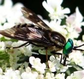 Goldaugenbremse m. (Chrysops relictus)-L. Klasing