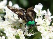 Goldaugenbremse m. (Chrysops relictus)-L. Klasing