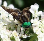 Goldaugenbremse m. (Chrysops relictus)-L. Klasing