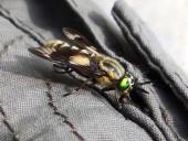 Goldaugenbremse w. (Chrysops relictus)-L. Klasing